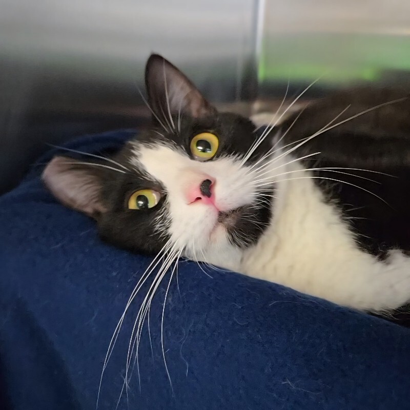 View Charlie the Cat Photo #2