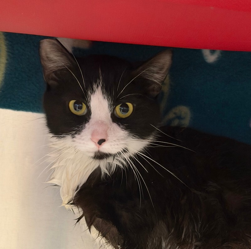 View Charlie the Cat Photo #3