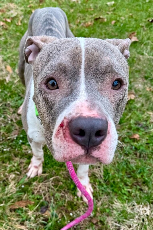 View Crest the Dog Photo #2