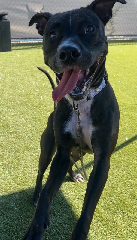 View Blake Shelton the Dog Photo #4