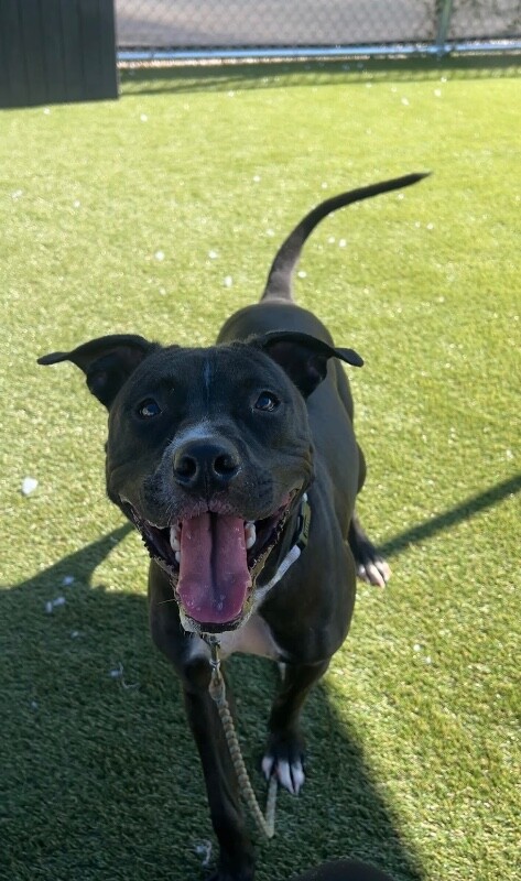 View Blake Shelton the Dog Photo #6