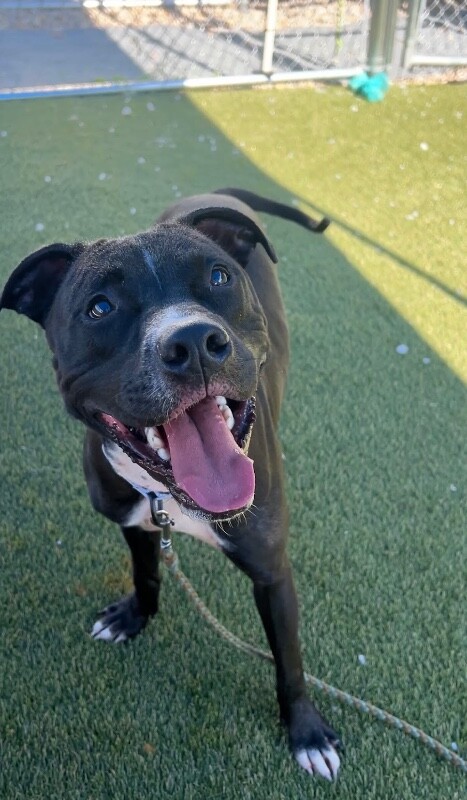 View Blake Shelton the Dog Photo #5