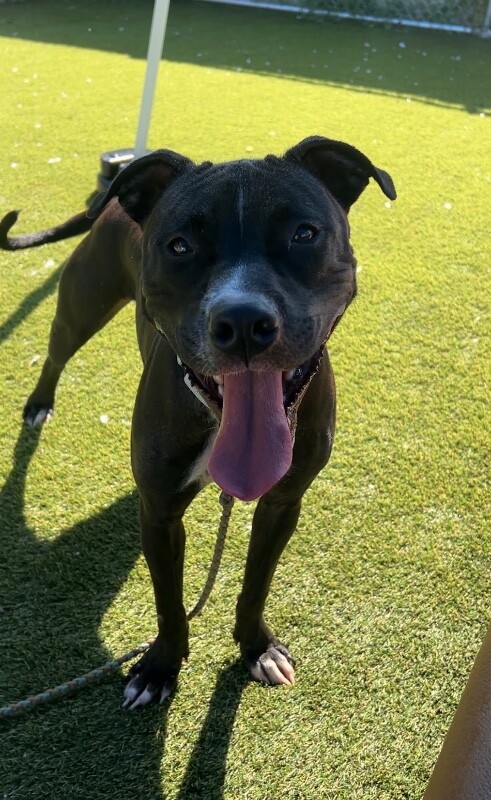 View Blake Shelton the Dog Photo #11