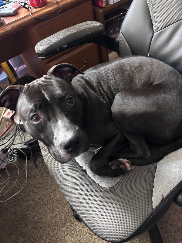View Salt the Dog Photo #5