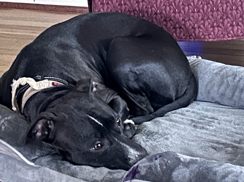 View Salt the Dog Photo #4