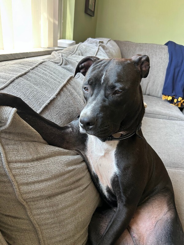 Salt - Dog