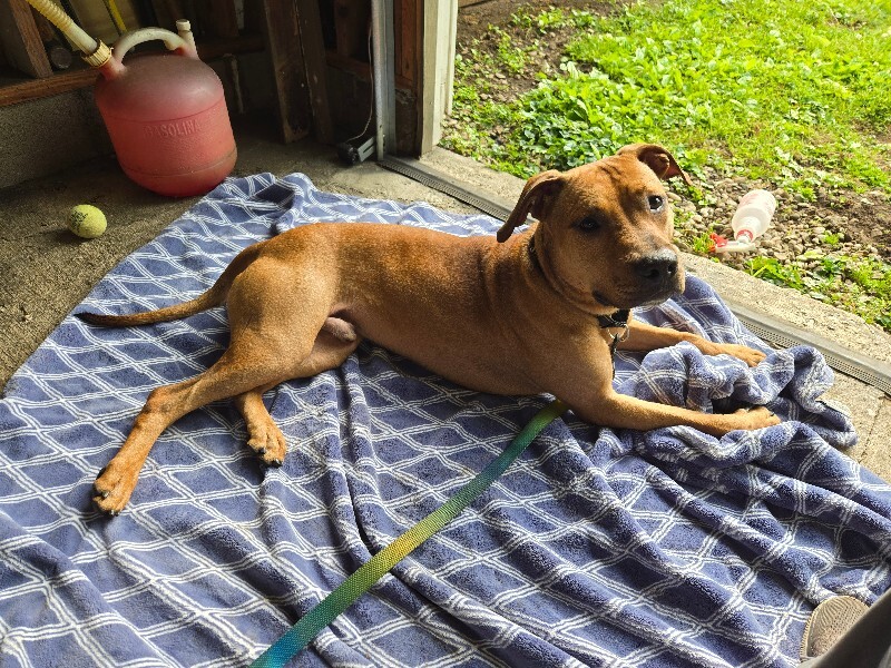 View Turmeric the Dog Photo #17