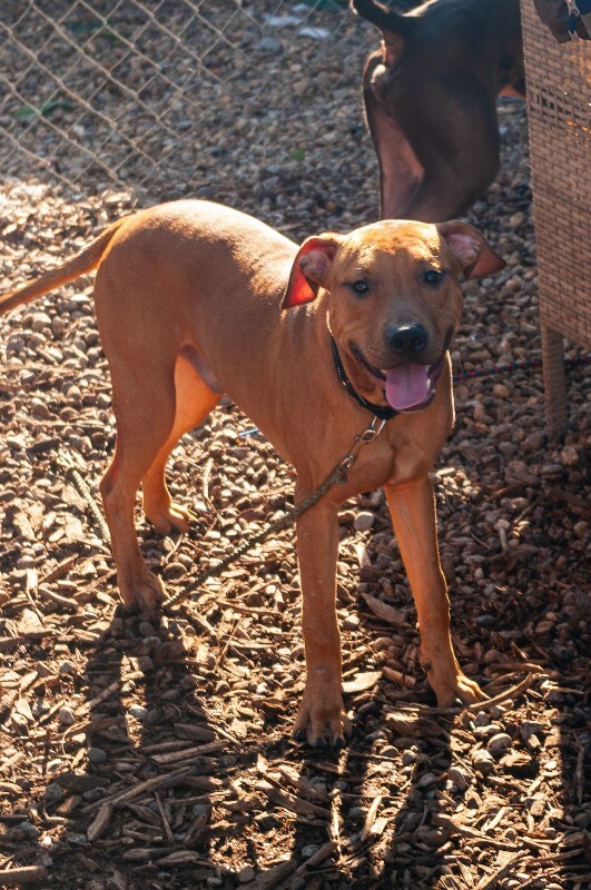 View Turmeric the Dog Photo #5