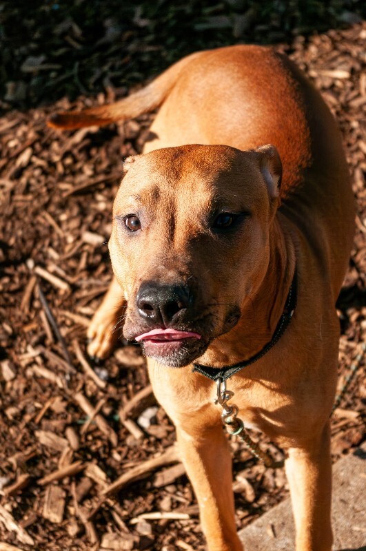 View Turmeric the Dog Photo #9