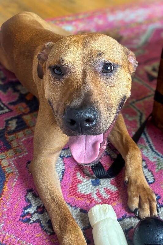 View Turmeric the Dog Photo #7