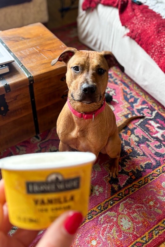 View Turmeric the Dog Photo #6