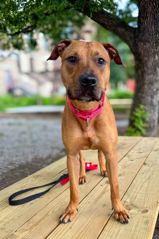 View Turmeric the Dog Photo #4