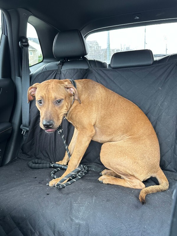 View Turmeric the Dog Photo #10