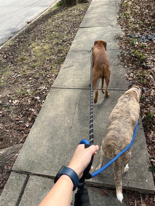 View Turmeric the Dog Photo #14