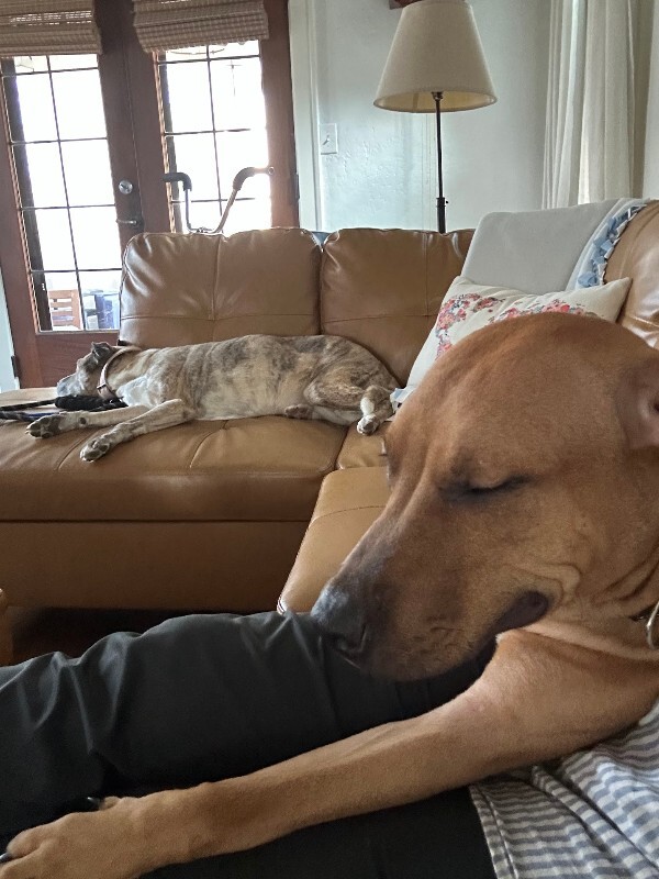 View Turmeric the Dog Photo #6