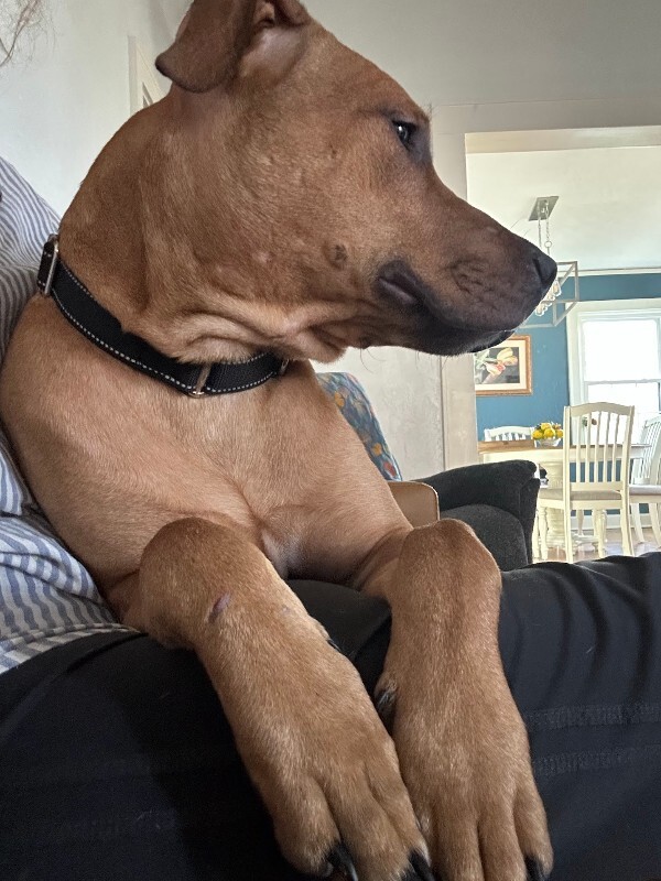 View Turmeric the Dog Photo #2