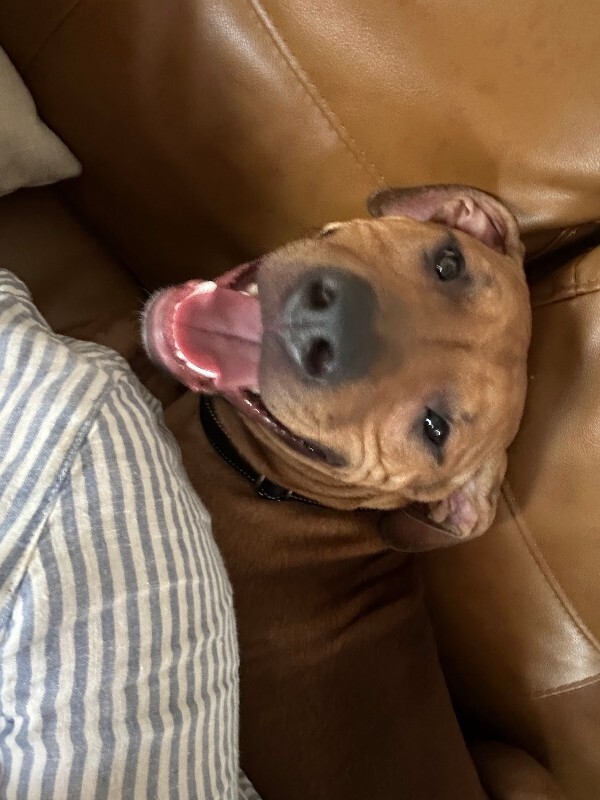 View Turmeric the Dog Photo #11