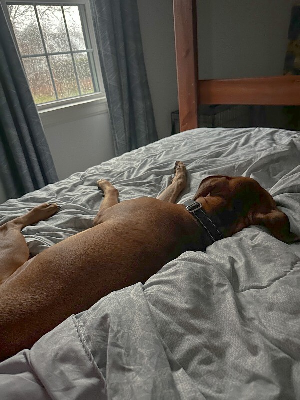 View Turmeric the Dog Photo #8