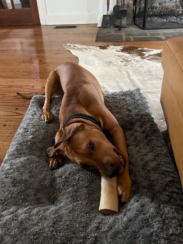 View Turmeric the Dog Photo #12