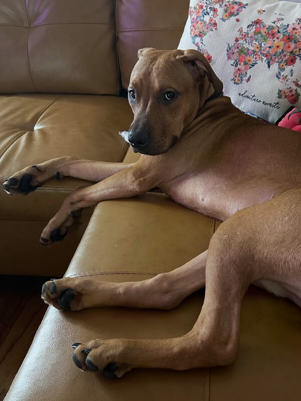 View Turmeric the Dog Photo #3