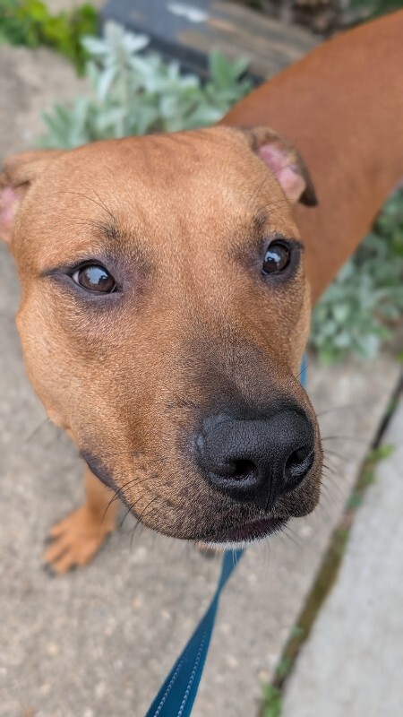 View Turmeric the Dog Photo #16