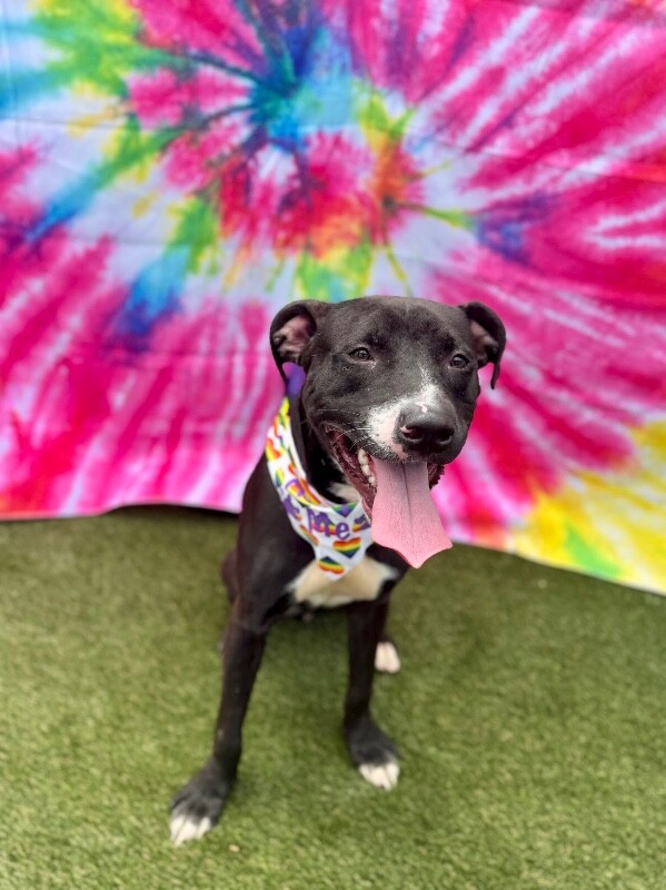 View Caraway the Dog Photo #2