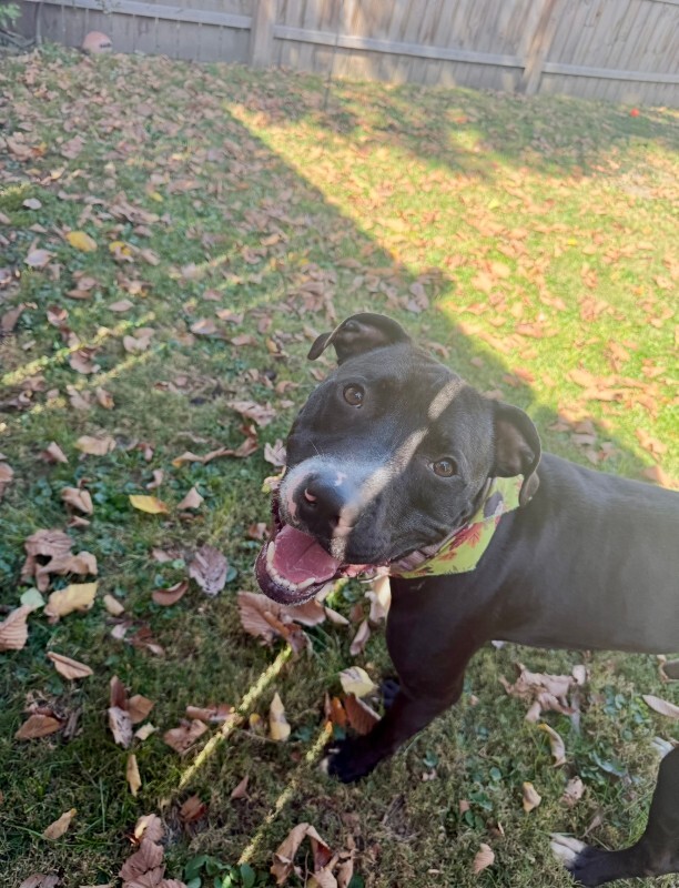 View Caraway the Dog Photo #24