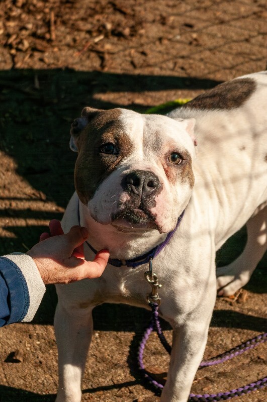 View Tess the Dog Photo #3