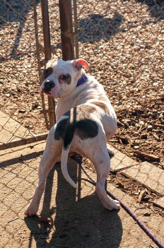 View Tess the Dog Photo #5