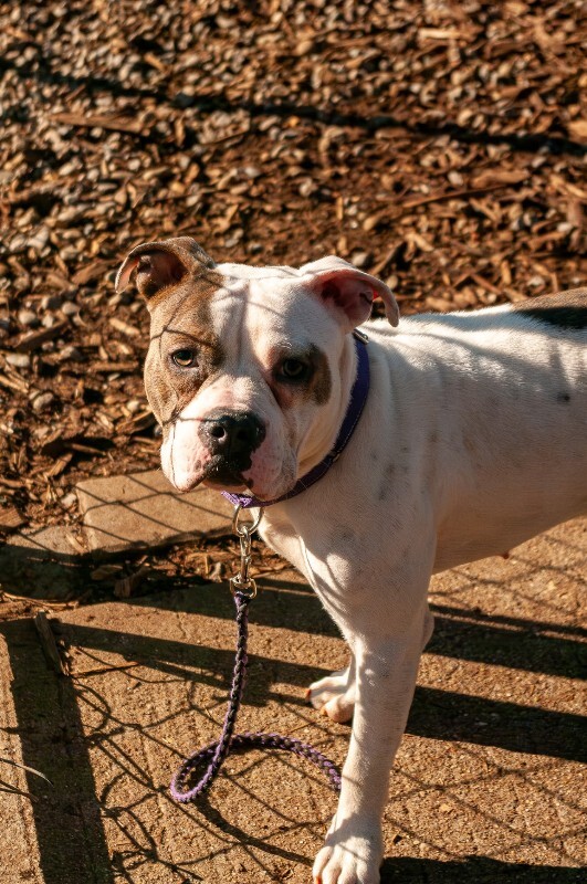 View Tess the Dog Photo #4