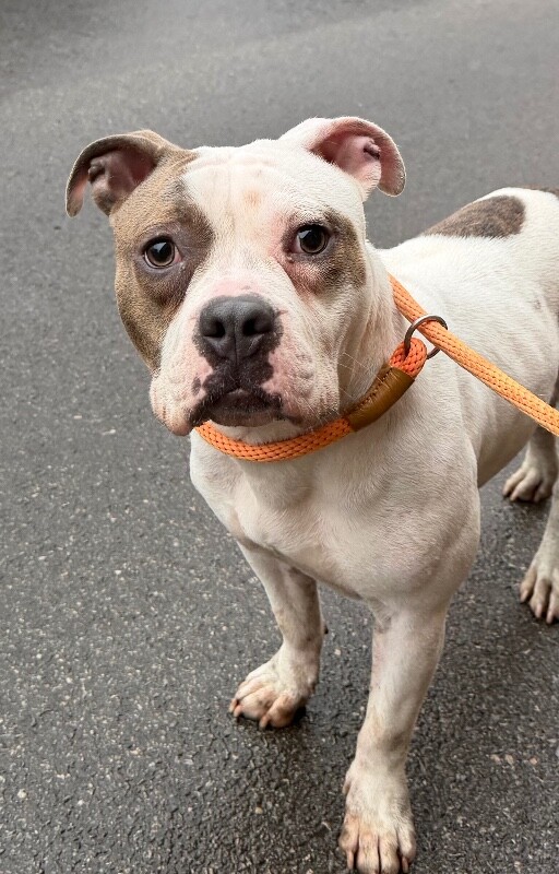 View Tess the Dog Photo #2