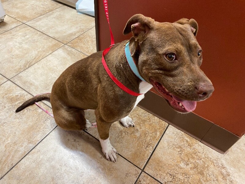 View Stray the Dog Photo #2