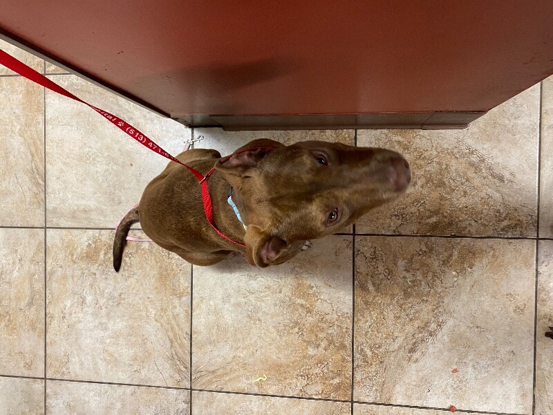 View Stray the Dog Photo #4