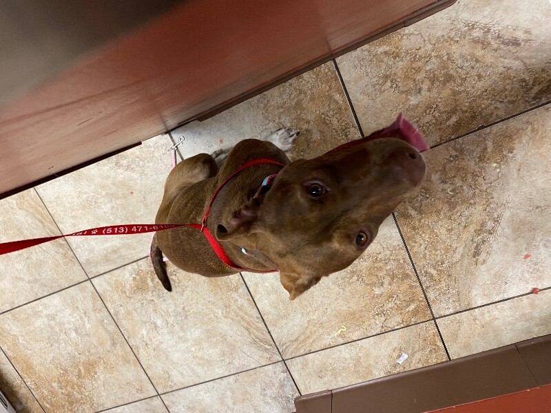 View Stray the Dog Photo #3