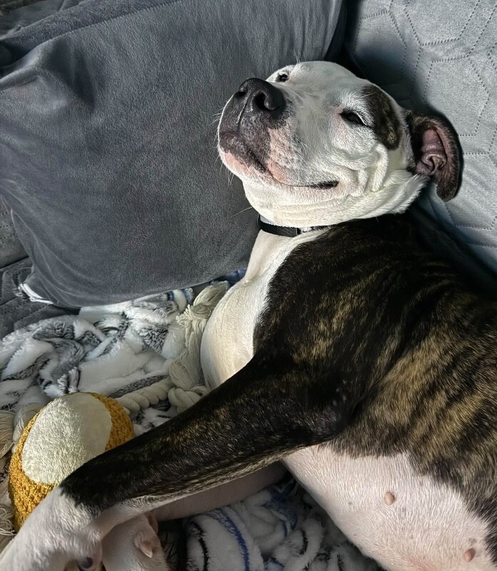View Mowgli the Dog Photo #3