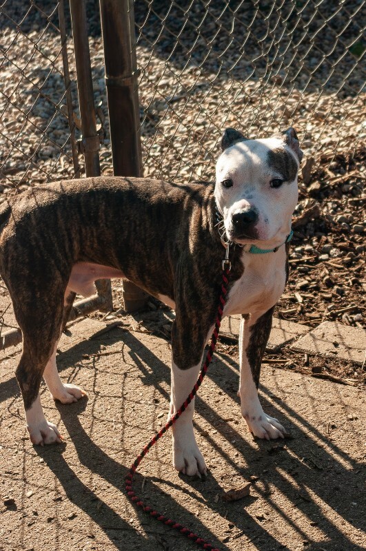 View The Mind the Dog Photo #2