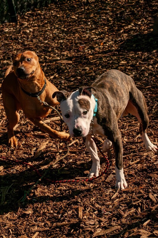 View The Mind the Dog Photo #3