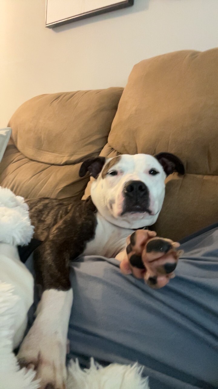 View Mowgli the Dog Photo #8
