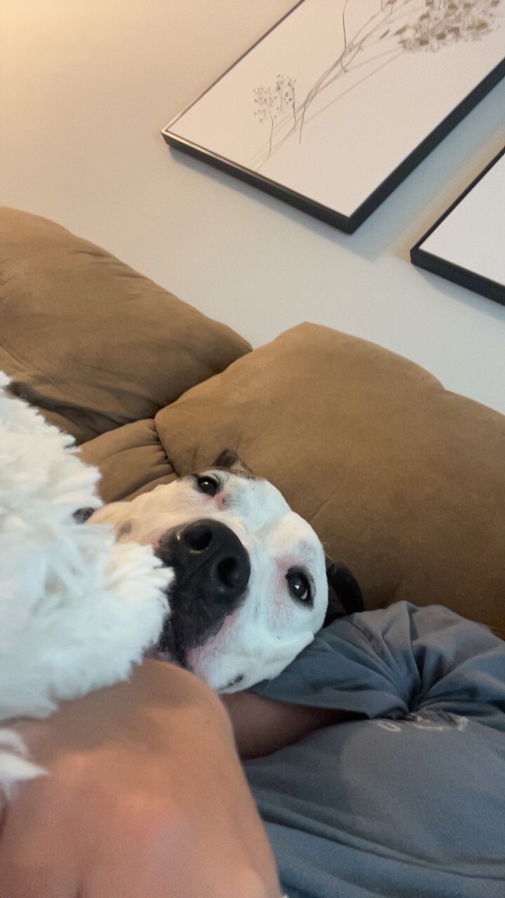 View Mowgli the Dog Photo #17