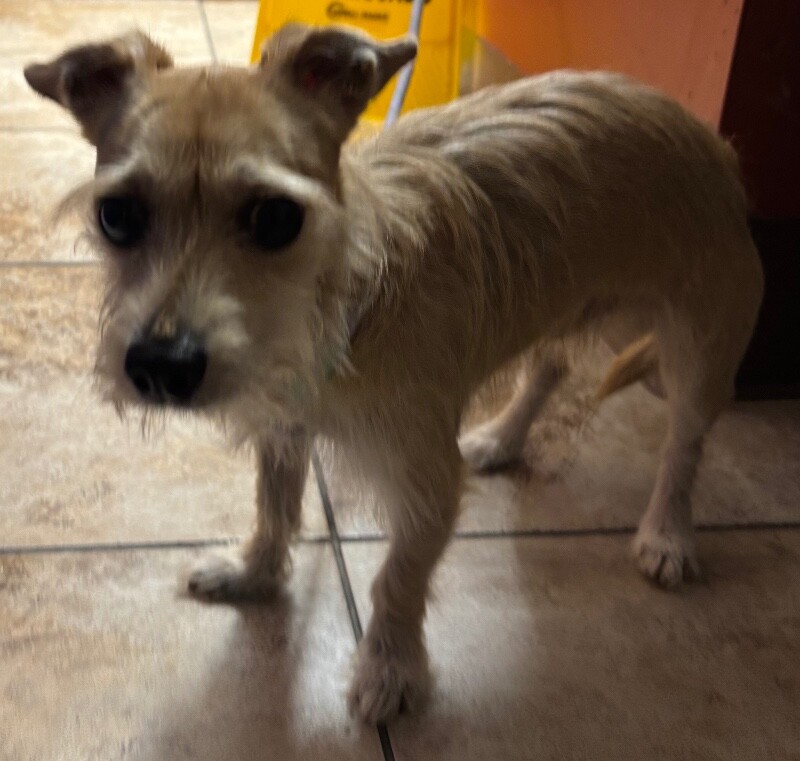 Learn More About Dobby Dobby - Dog
