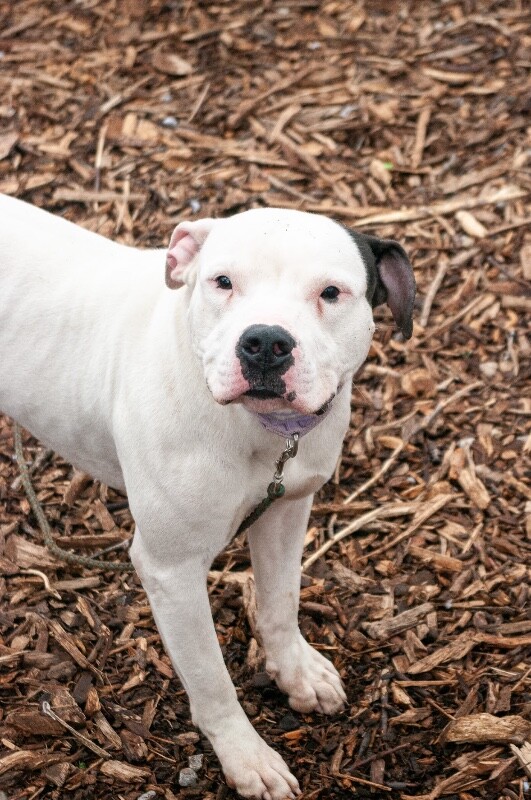 View Vaedrex the Dog Photo #5