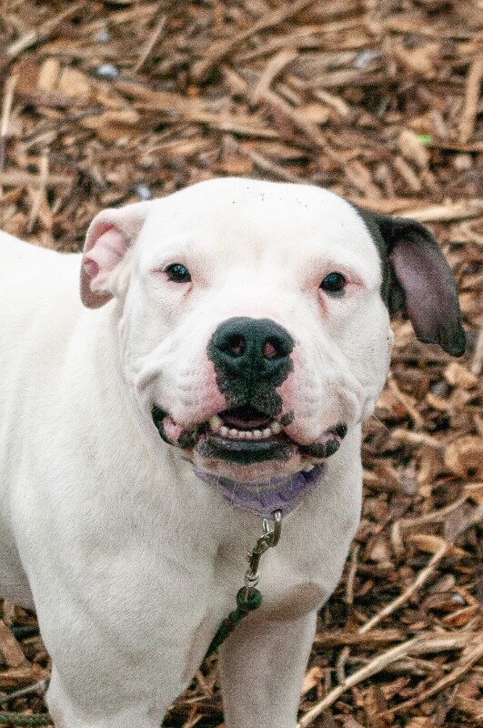 View Vaedrex the Dog Photo #6