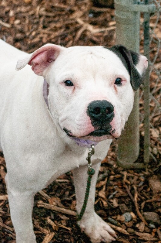 View Vaedrex the Dog Photo #4