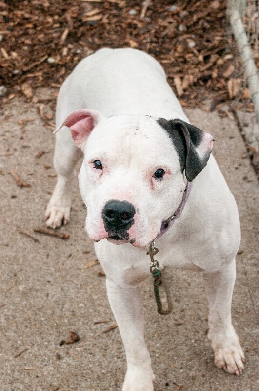 View Vaedrex the Dog Photo #7