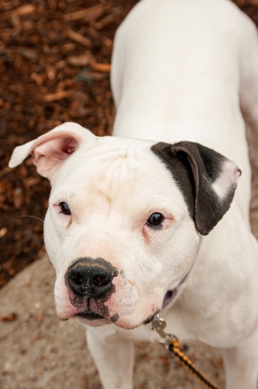 View Vaedrex the Dog Photo #8