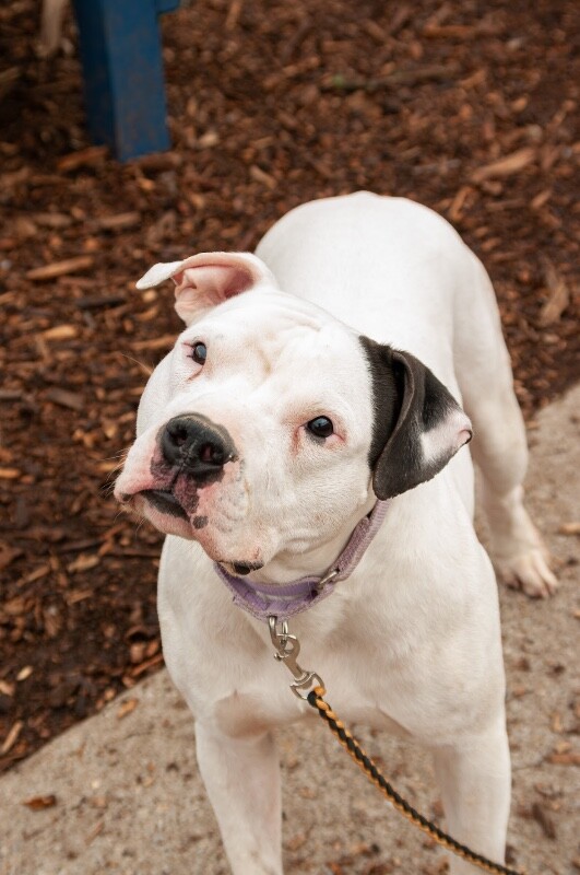 View Vaedrex the Dog Photo #10