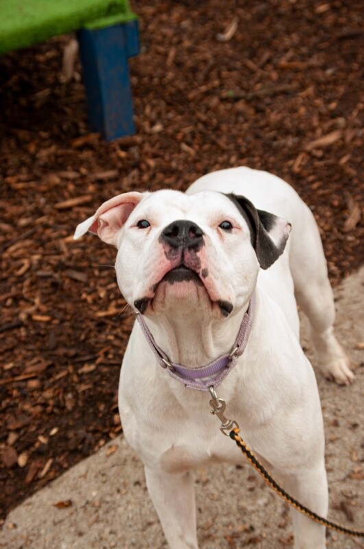 View Vaedrex the Dog Photo #9