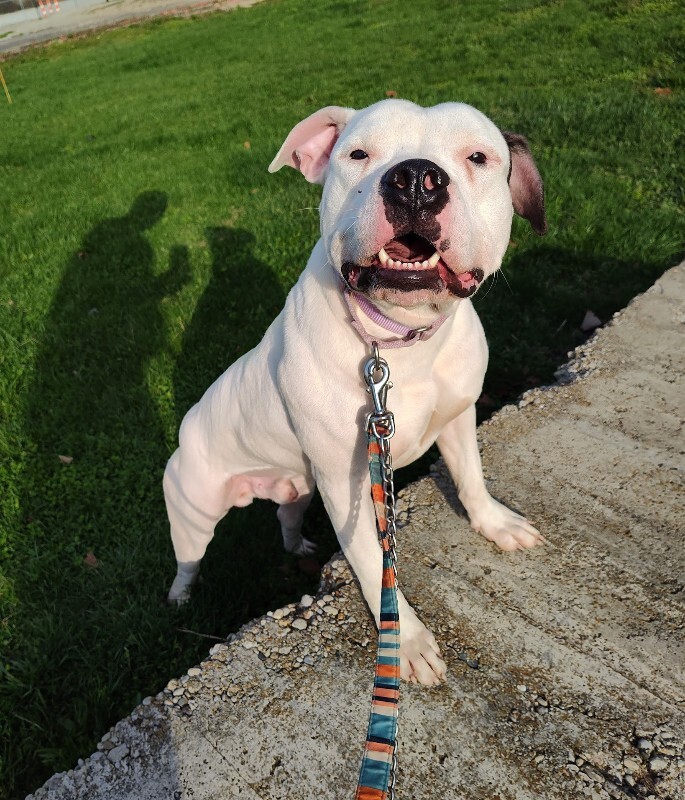 View Vaedrex the Dog Photo #2