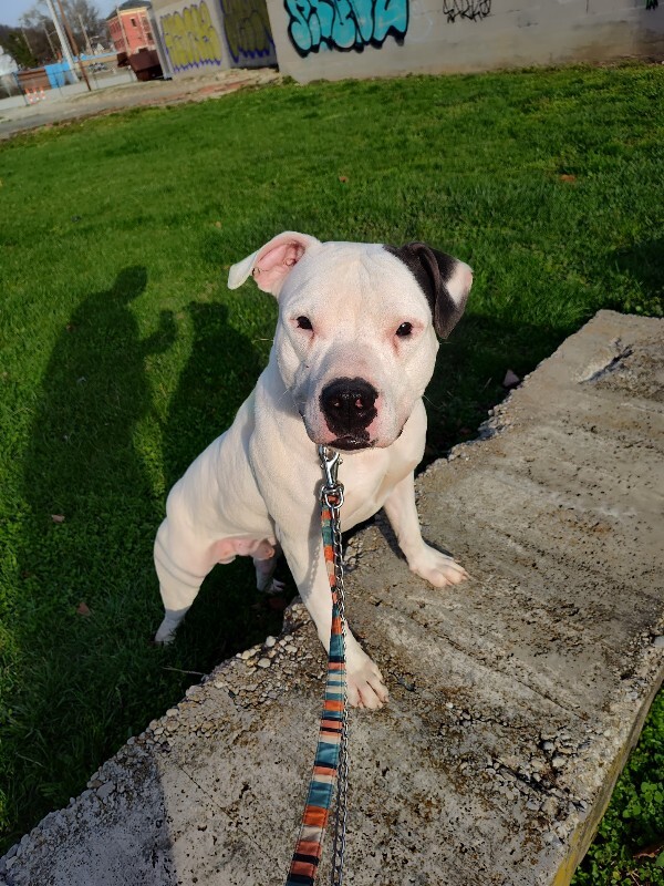 View Vaedrex the Dog Photo #3