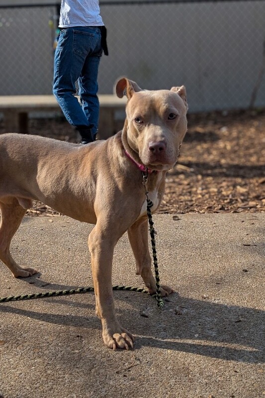 View Gabe the Dog Photo #9